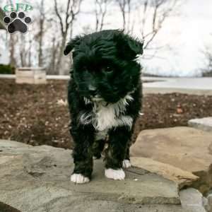 Sweetie, Shih-Poo Puppy